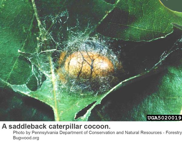 Saddleback caterpillars spin tough, silken cocoons.